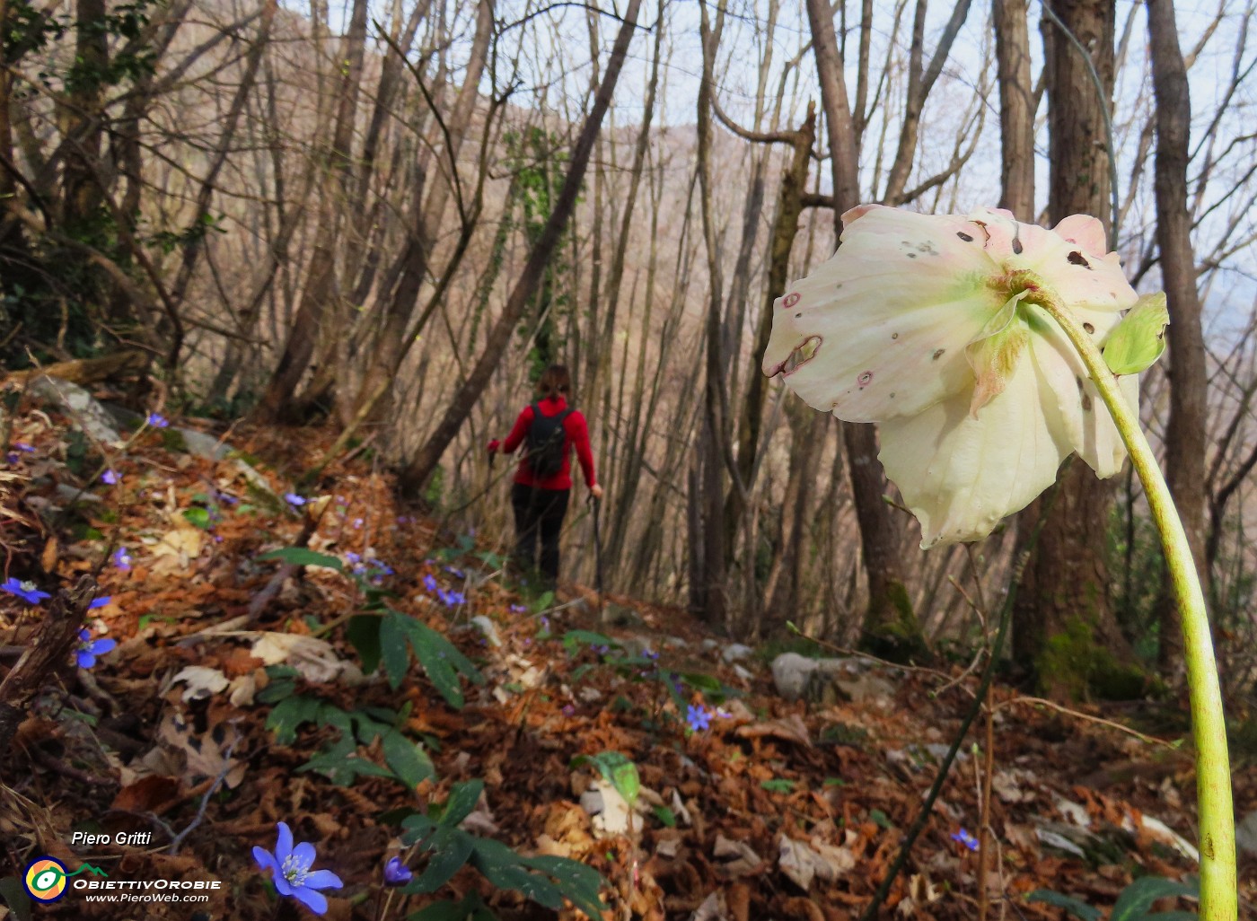 68 Helleborus niger- Elleboro.JPG